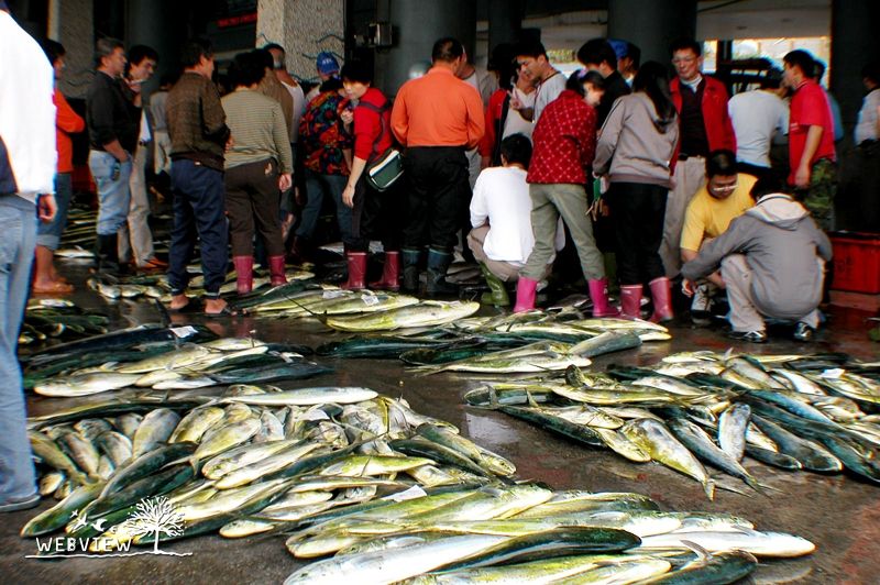 成功漁港魚市場拍賣現場，地上排滿鬼頭刀