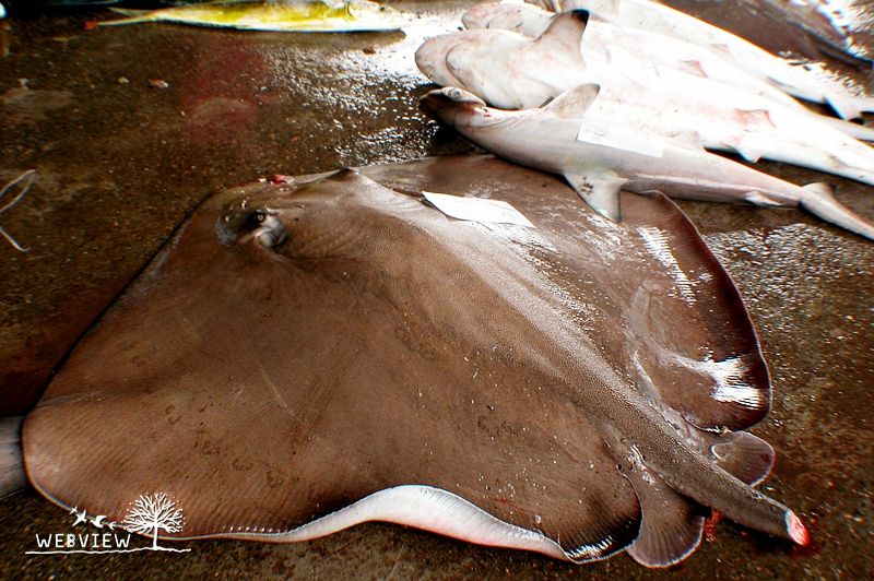 成功漁港魚市場地面上的魟魚